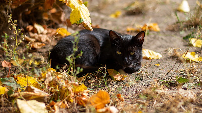 Cats, Cat, Fall, Leaf, HD wallpaper