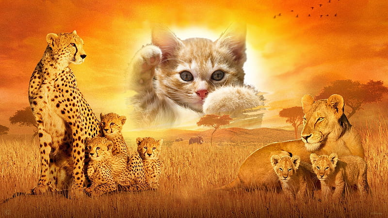 Kitten and Big Cats, feline, cheeta, cat, lion, HD wallpaper