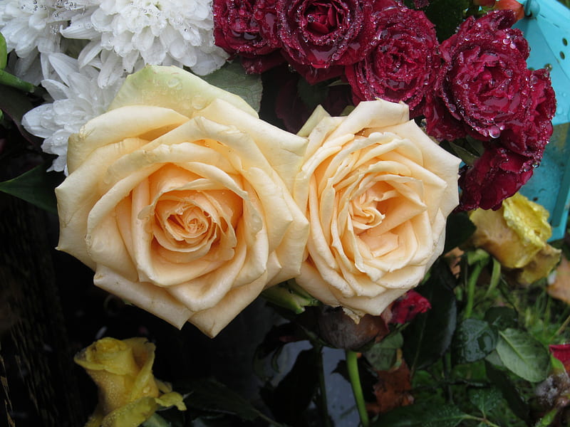 Rosas lloronas, rocío, flores, rosas, plantas, Fondo de pantalla HD | Peakpx