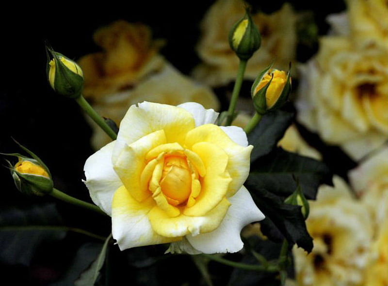Five Points, flower, yellow rose, buds, rose, HD wallpaper