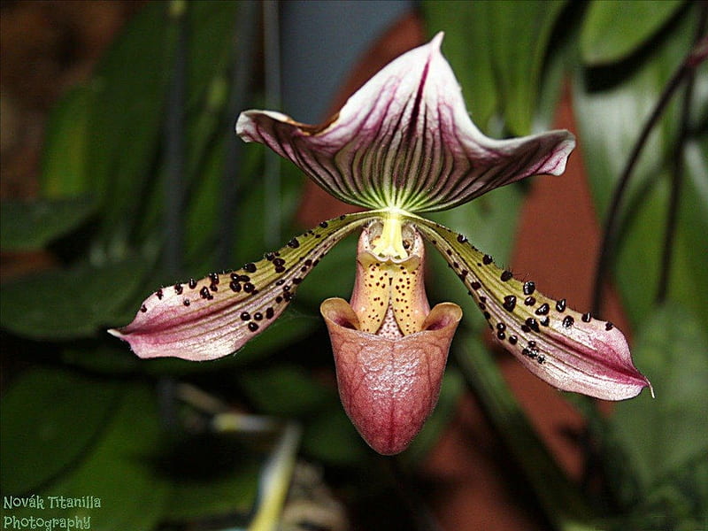 Orquídea rara, orquídeas, exóticas, flores, flores, tropical, inusual,  Fondo de pantalla HD | Peakpx