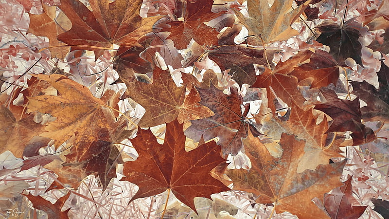 Artistic, Leaf, Fall, HD wallpaper