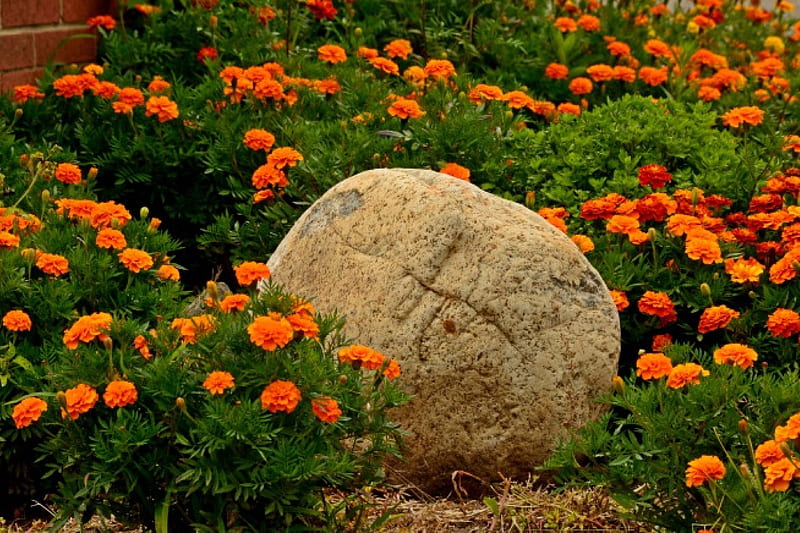 Rocky Garden, rocks, rock, beautiful flowers, flower garden, HD wallpaper