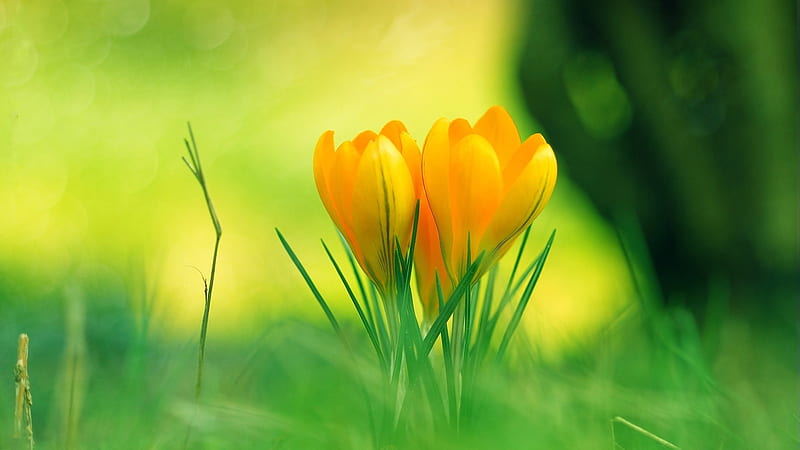 Yellow Crocus Flowers With Grass In Blur Yellow Green Background Flowers, HD wallpaper