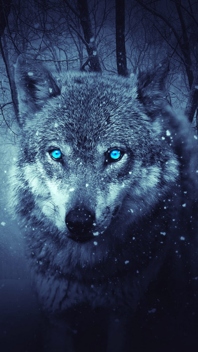 Wild Wolf , art, predator, nature, animal, HD phone wallpaper