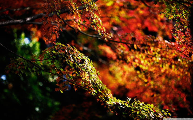 autumn branches-Autumn Landscape, HD wallpaper