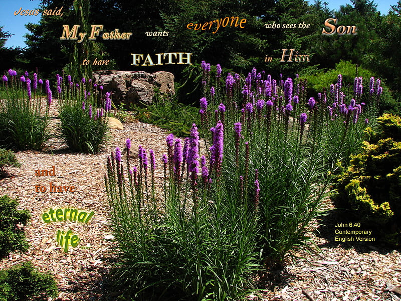 Faith in the Son of God, rocks, flowers, Bible, plants, park, HD wallpaper