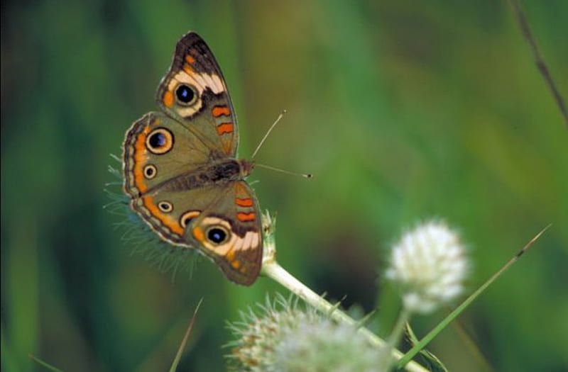 COMMON BUCKEYE BUTTERFLY, pretty, insect, little, butterfly, HD wallpaper