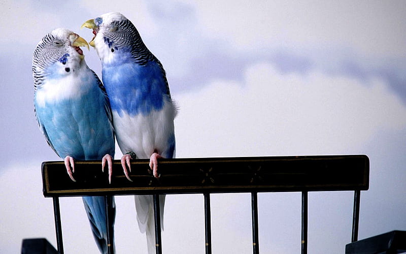 Love Birds, wings, love, birds, animals, blue, HD wallpaper | Peakpx
