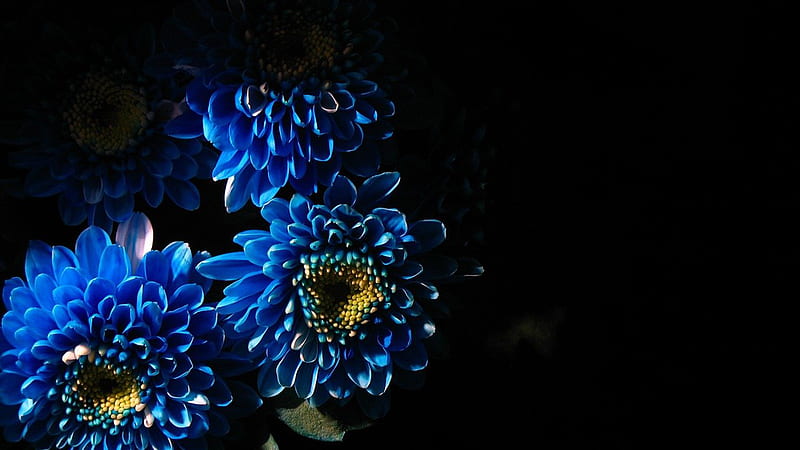 Blue Chrysanthemum Flowers In Black Background Blue, HD wallpaper