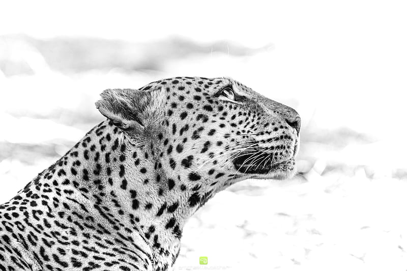 Cats, Leopard, Big Cat, Black & White, Wildlife, predator (Animal), HD wallpaper