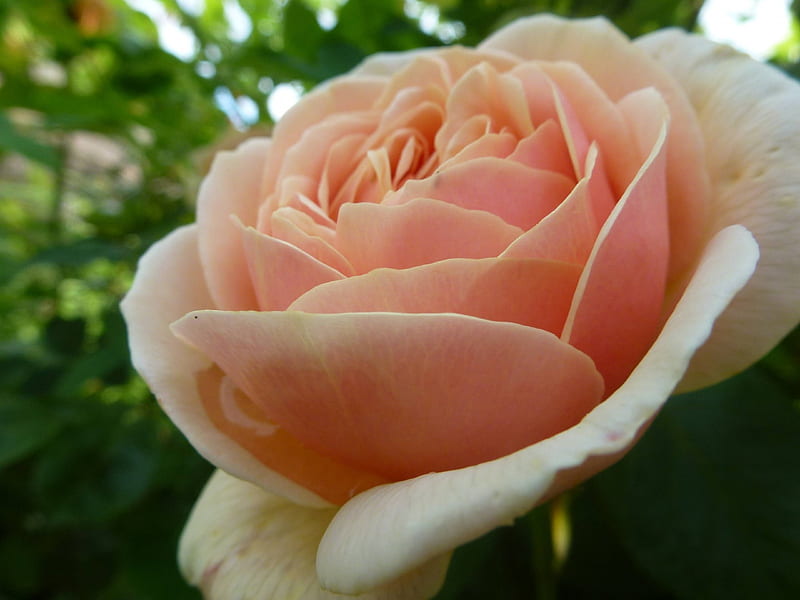 Amazing Rose, amazing, wonderful, rose, flower, beauty, HD wallpaper