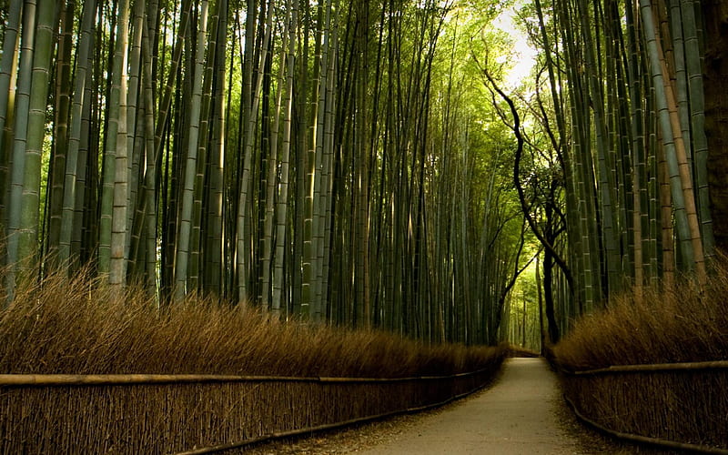 bamboo forest-High Quality, HD wallpaper
