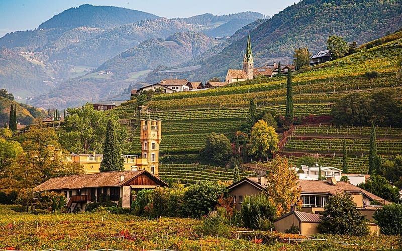 Vineyard in Italy, Italy, church, mountains, Alps, vineyard, village, HD wallpaper