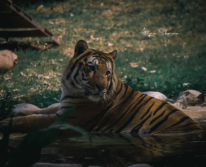 Tiger Zinda Hai, blanc, tigers, HD wallpaper | Peakpx