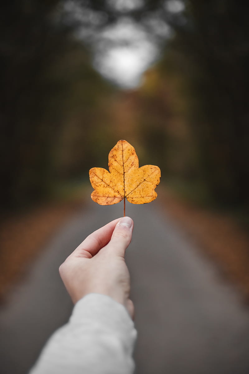 person holding withered leaf, HD phone wallpaper