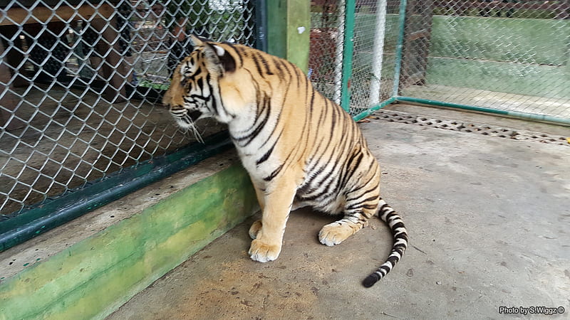 From the Tigers Den Phuket, Thailand, Tiger, Wild, Thailand, Phuket, Animal, HD wallpaper