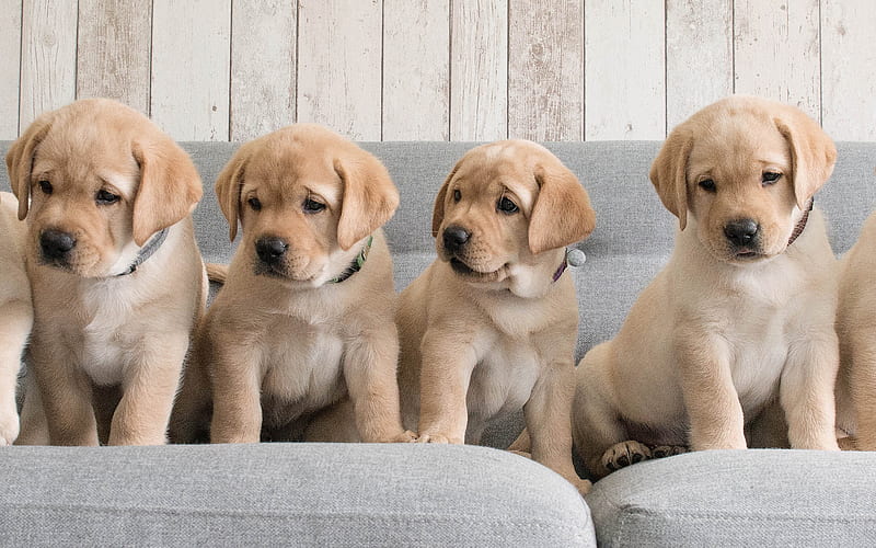 Golden retriever, small brown puppies, pets, cute animals, four puppies, a quartet, small dogs, dog breeds, HD wallpaper