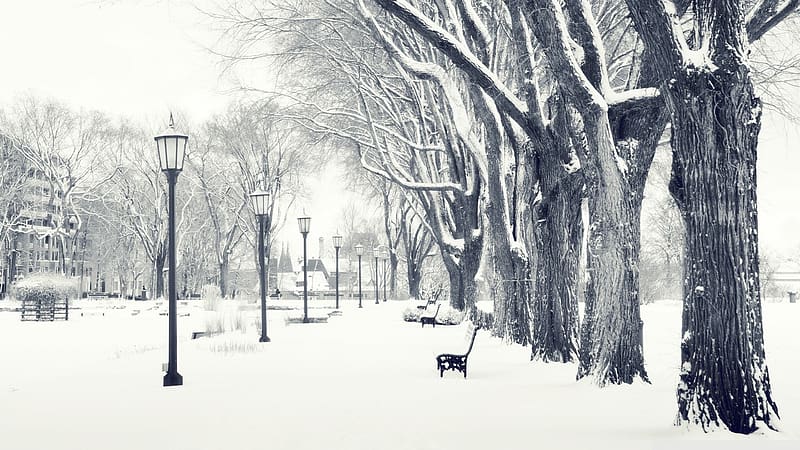Winter, Snow, Park, Tree, Lamp, Bench, , Lamp Post, Season, Black & White, HD wallpaper