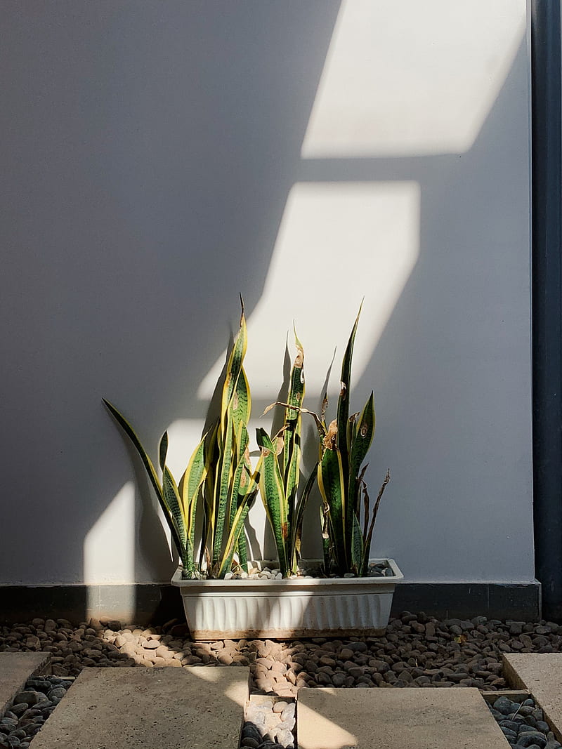 Green Plant on White Ceramic Pot, HD phone wallpaper