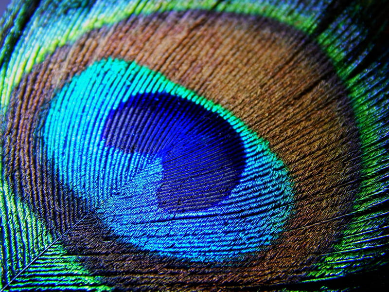 Peacock feather, green, feather, texture, peacock, abstract, blue, HD  wallpaper | Peakpx