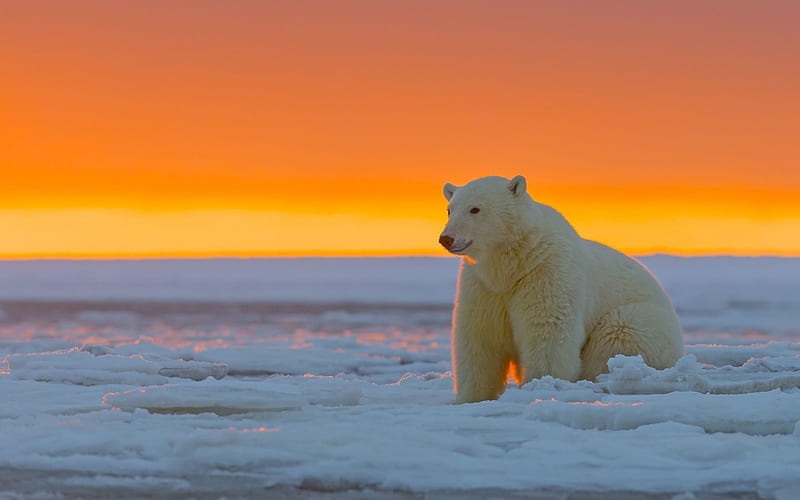 Polar Bear, Snow, Urs, Orange, Sunset, White, Iarna, Winter, Animal, Hd 