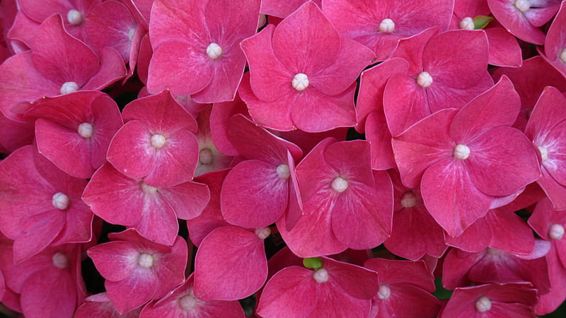 Acercamiento de flores de color rosa hortensias flores, Fondo de pantalla  HD | Peakpx