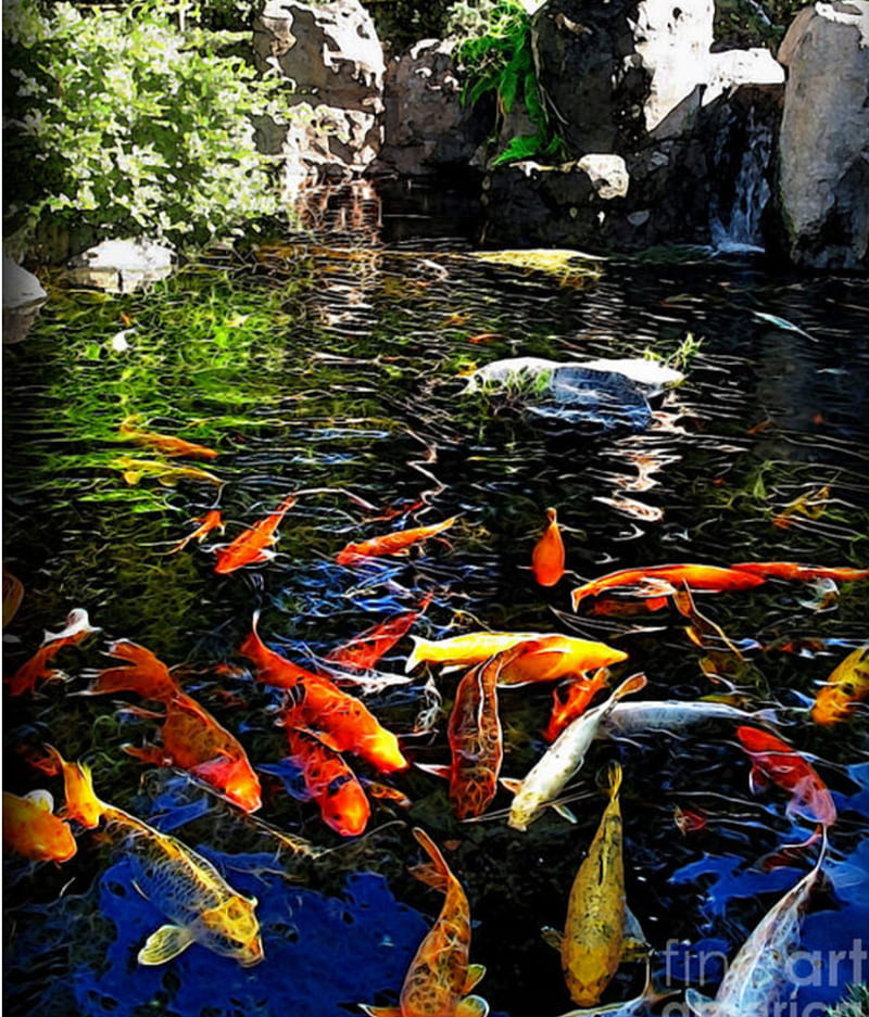 Fish, aquarium, orange, reef, sea, tank, tropical, under, HD phone wallpaper