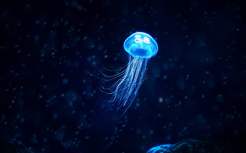 Blue Glowing Jellyfish Deep Ocean Closeup, HD wallpaper