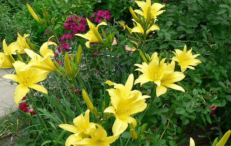 Hyperion Daylily, flower, garden, nature, daylily, HD wallpaper