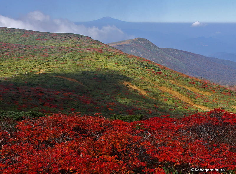 Red on the Mountains, growth, hills, red flowers, colour, shrubs, brush, HD wallpaper