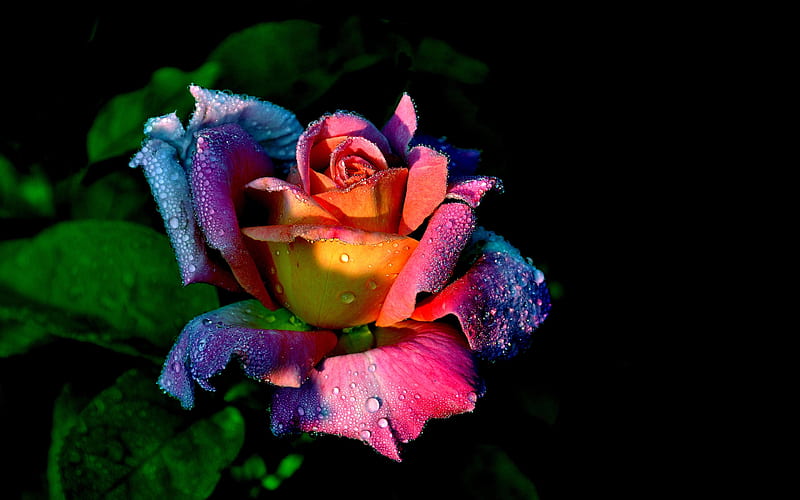Rose, Drops, Colourful, Flower, HD wallpaper | Peakpx