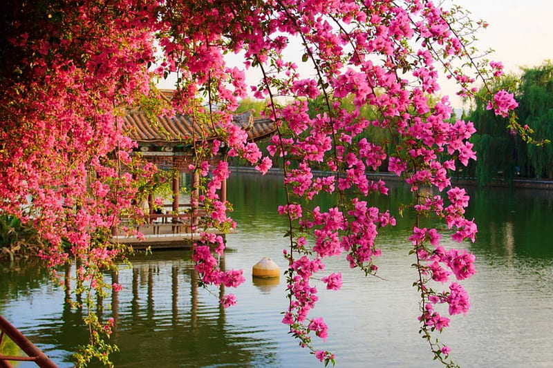 Spring blossoms, pretty, bonito, fragrance, flowers, river, pink, japanese, pier, scent, spring, park, trees, lake, tranquil, serenity, blossoms, flowering, blooming, HD wallpaper