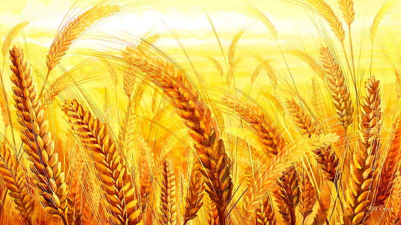 Amber Waves of Grain, fall, autumn, harvest, grain, wheat, crop, firefox persona, farm, gold, summer, field, oats, HD wallpaper
