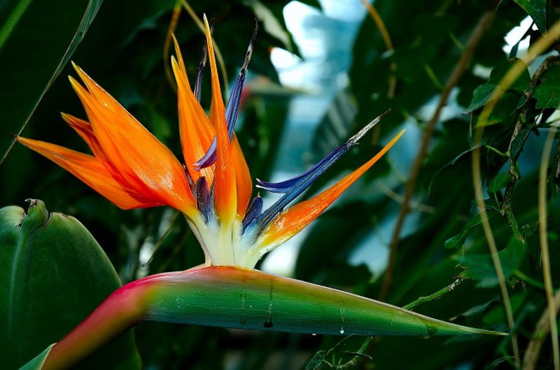 Bird of Paradise, garden, bird of paradise flower, trees, HD wallpaper