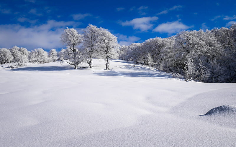 winter, snow, field, blue sky, winter landscape, HD wallpaper