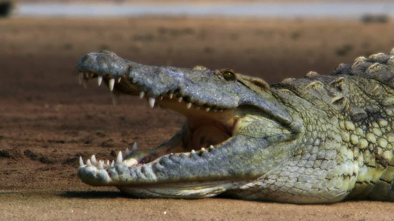 Hungry Croc, Crocodile, Africa, Predator, Teeth, Reptile, Alligator, HD wallpaper