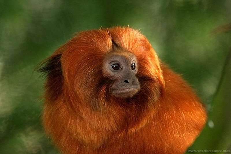 *** Orange monkey ***, monkey, orane, animals, animal, HD wallpaper