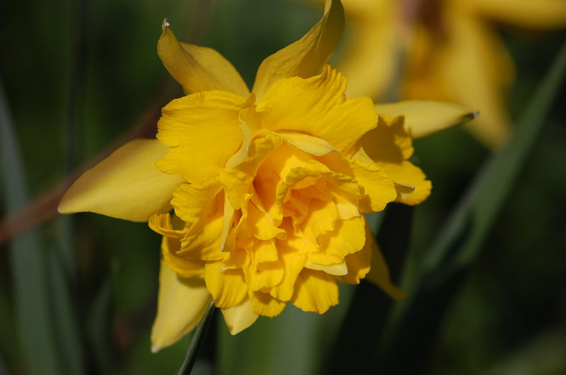 Double daffodil, yellow, narcissus, daffodil, spring, HD wallpaper | Peakpx