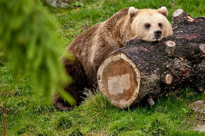*** Lazy Bear ***, niedzwiedz, zwierzeta, grizzly, ladowe, HD wallpaper