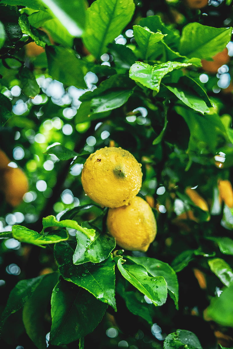 lemons, fruit, branches, leaves, wet, HD phone wallpaper