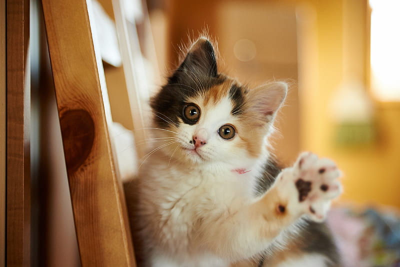 Hi, guys!, cat, kitten, cute, paw, pisici, animal, HD wallpaper