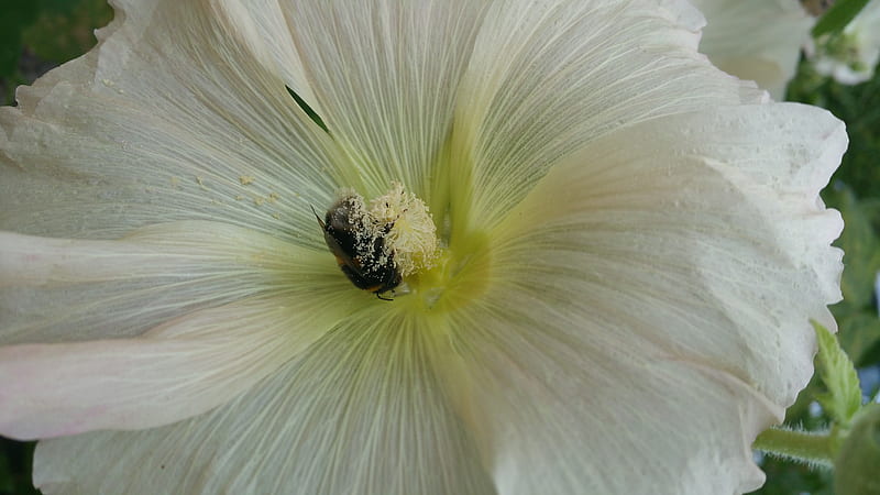 Hollyhocks, Pollen, Nature, Flower, Bee, HD wallpaper