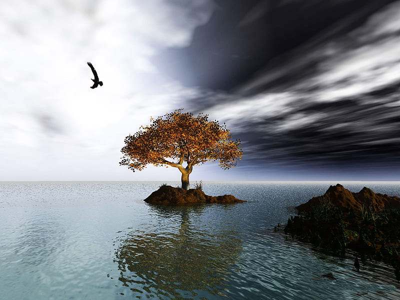 Tree, oceans, nature, sky, HD wallpaper | Peakpx