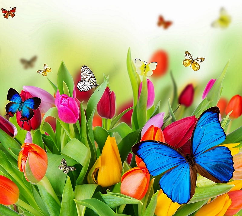 butterfly, abstract, colorful, flowers, meadow, tulip, HD wallpaper