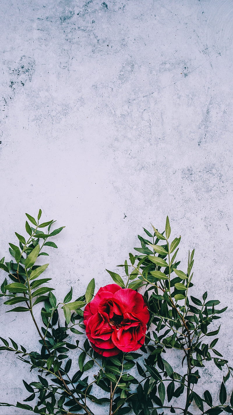 Wild Rose, floral, flowers, flowers, HD phone wallpaper