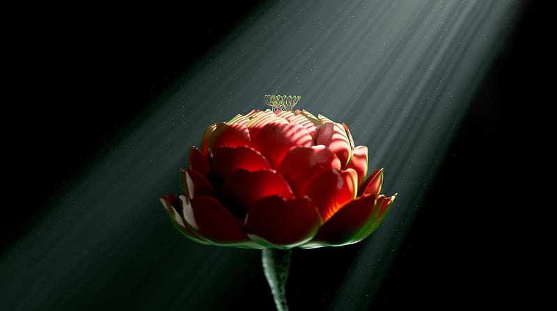 A Flower Blooming in Sunlight Rays Ultra, Artistic, 3D, Dark, Flower, Dust, Blooming, Sunlight, Sunrays, digitalart, HD wallpaper