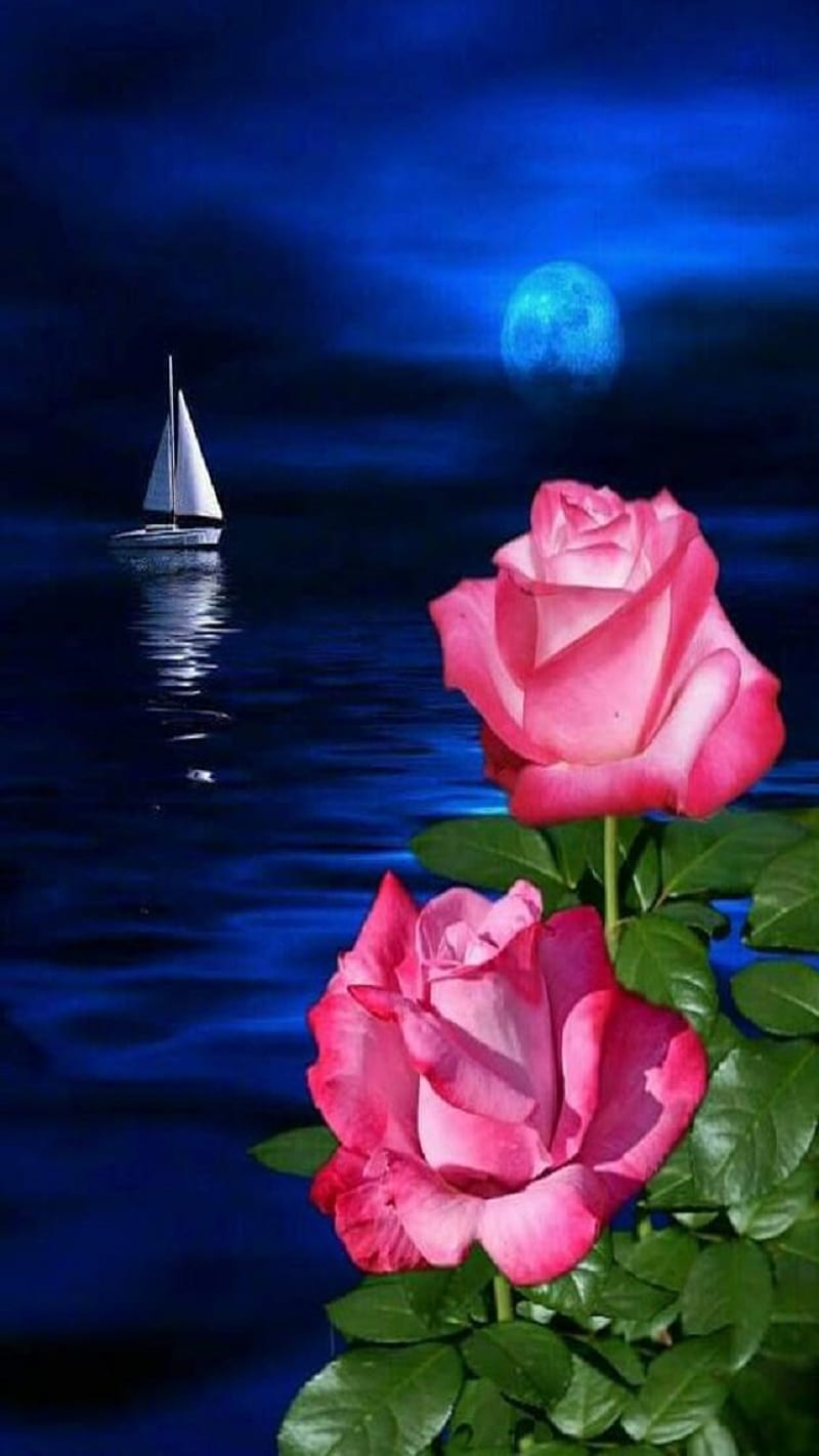 Roses, lake, night, HD phone wallpaper
