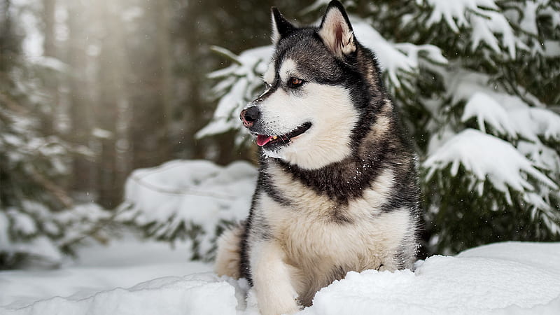 Alaskan Malamute Pet Dog On Snow Animals, HD wallpaper