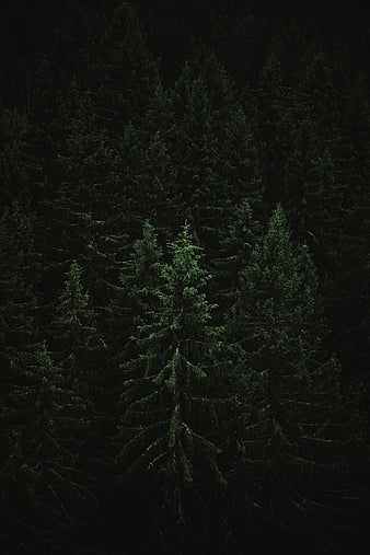 Lake, trees, spruce, forest, sky, HD phone wallpaper | Peakpx